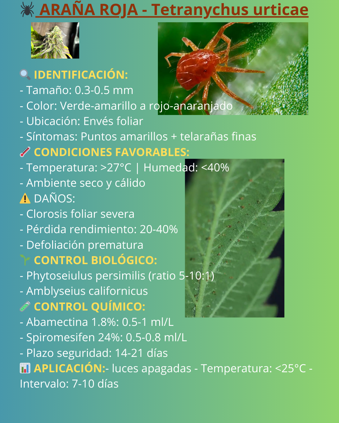 Plaga 2